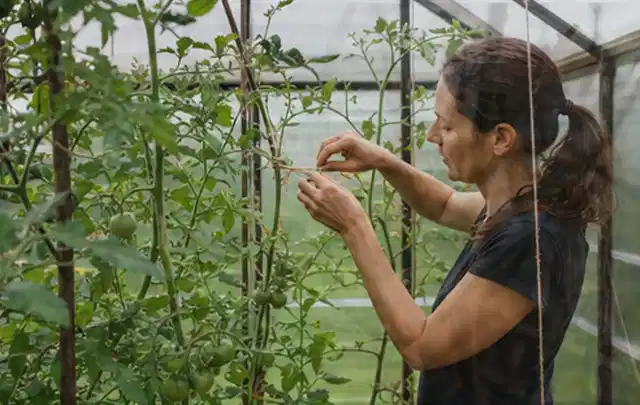 Person bindet junge Tomatentriebe in einem privaten Gewächshaus vorsichtig an; Thema Thymian, Schwerpunkt Ernte; Ergebnis.