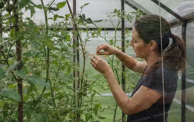 Person bindet junge Tomatentriebe in einem privaten Gewächshaus vorsichtig an; Thema Thymian, Schwerpunkt Ernteprobleme; Ergebnis.