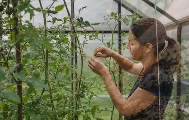 Person bindet junge Tomatentriebe in einem privaten Gewächshaus vorsichtig an; Thema Thymian, Schwerpunkt Gesundheit; Ausgangslage.
