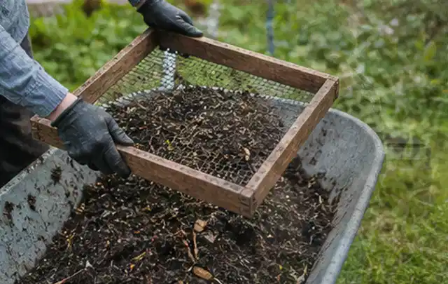 Behandschuhte Hände sieben reifen Kompost über einer Gartenschubkarre; Thema Thymian, Schwerpunkt Gesundheit; Umsetzung.