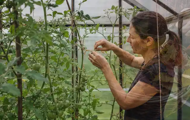 Person bindet junge Tomatentriebe in einem privaten Gewächshaus vorsichtig an; Thema Thymian, Schwerpunkt Gewächshaus; Umsetzung.