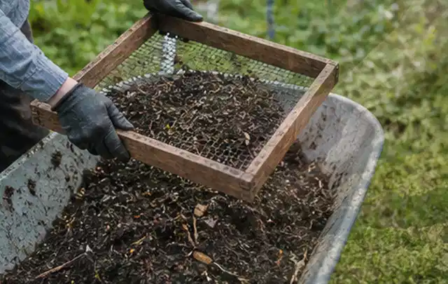Behandschuhte Hände sieben reifen Kompost über einer Gartenschubkarre; Thema Thymian, Schwerpunkt Gewächshaus; Ergebnis.