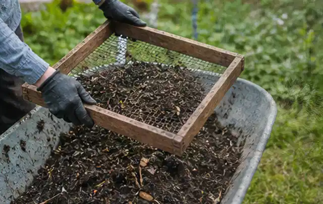 Behandschuhte Hände sieben reifen Kompost über einer Gartenschubkarre; Thema Thymian, Schwerpunkt Hochbeet; Kontrolle.