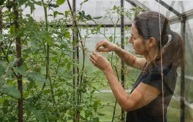 Person bindet junge Tomatentriebe in einem privaten Gewächshaus vorsichtig an; Thema Thymian, Schwerpunkt Hochbeet; Ergebnis.