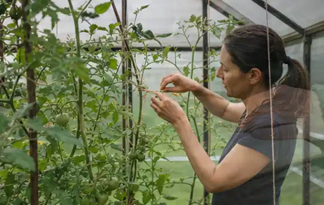 Person bindet junge Tomatentriebe in einem privaten Gewächshaus vorsichtig an; Thema Thymian, Schwerpunkt Kräuter; Ausgangslage.