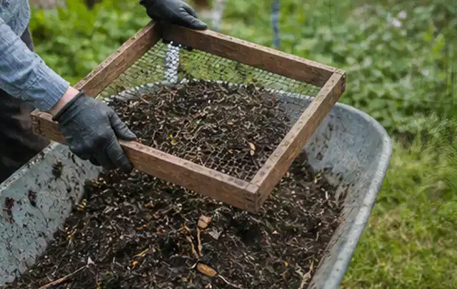 Behandschuhte Hände sieben reifen Kompost über einer Gartenschubkarre; Thema Thymian, Schwerpunkt Kräuter; Ergebnis.