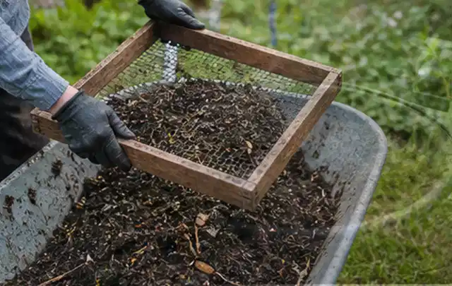 Behandschuhte Hände sieben reifen Kompost über einer Gartenschubkarre; Thema Thymian, Schwerpunkt Lagerung; Kontrolle.