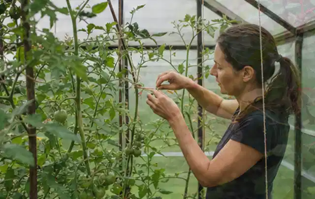 Person bindet junge Tomatentriebe in einem privaten Gewächshaus vorsichtig an; Thema Thymian, Schwerpunkt Nährstoffe; Ausgangslage.