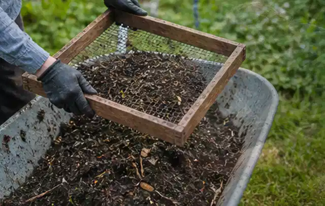 Behandschuhte Hände sieben reifen Kompost über einer Gartenschubkarre; Thema Thymian, Schwerpunkt Nährstoffe; Ergebnis.