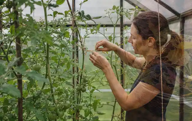 Person bindet junge Tomatentriebe in einem privaten Gewächshaus vorsichtig an; Thema Thymian, Schwerpunkt Pflanzenschutz; Ausgangslage.