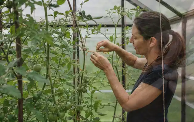 Person bindet junge Tomatentriebe in einem privaten Gewächshaus vorsichtig an; Thema Thymian, Schwerpunkt Schnitt; Ergebnis.