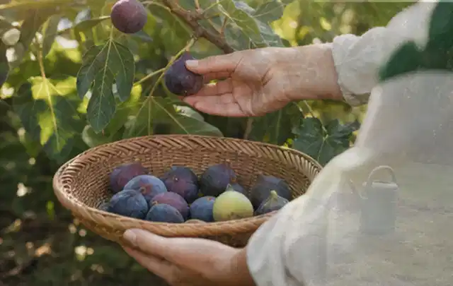 Hand pflückt eine reife Feige über einem flachen Korb mit Früchten; Thema Thymian, Schwerpunkt Schnitt; Praxisalltag.
