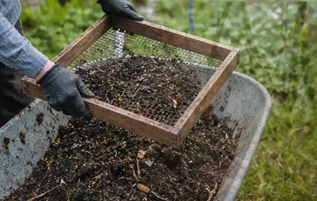Behandschuhte Hände sieben reifen Kompost über einer Gartenschubkarre; Thema Thymian, Schwerpunkt Sortenwahl; Ergebnis.