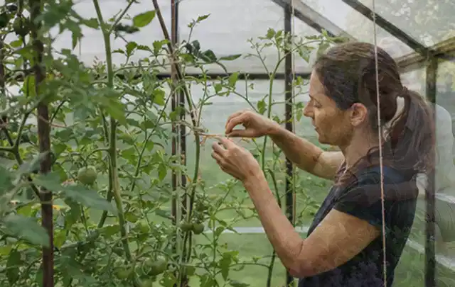 Person bindet junge Tomatentriebe in einem privaten Gewächshaus vorsichtig an; Thema Thymian, Schwerpunkt Standort; Kontrolle.