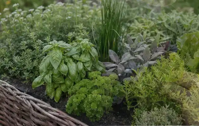 Dichtes Hochbeet mit Basilikum Schnittlauch Petersilie Salbei und weiteren Küchenkräutern; Thema Tomaten, Schwerpunkt Anbau; Ausgangslage.
