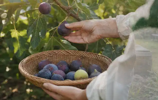 Hand pflückt eine reife Feige über einem flachen Korb mit Früchten; Thema Tomaten, Schwerpunkt Anbau; Kontrolle.