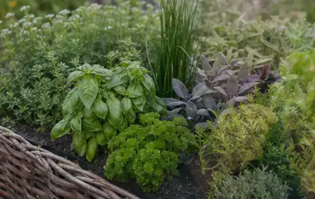 Dichtes Hochbeet mit Basilikum Schnittlauch Petersilie Salbei und weiteren Küchenkräutern; Thema Tomaten, Schwerpunkt Balkongarten; Ausgangslage.