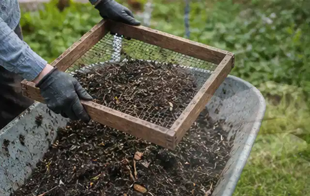 Behandschuhte Hände sieben reifen Kompost über einer Gartenschubkarre; Thema Tomaten, Schwerpunkt Balkongarten; Ergebnis.