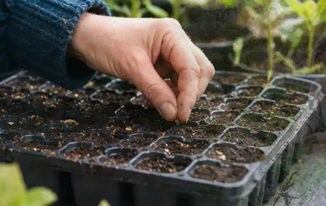 Hand legt einzelne Samen in vorbereitete Anzuchtschalen mit lockerer Erde; Thema Tomaten, Schwerpunkt Balkongarten; Praxisalltag.