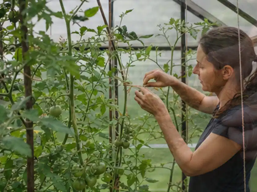 Person bindet junge Tomatentriebe in einem privaten Gewächshaus vorsichtig an; Thema Tomaten, Schwerpunkt Bewässerung; Titelbild.