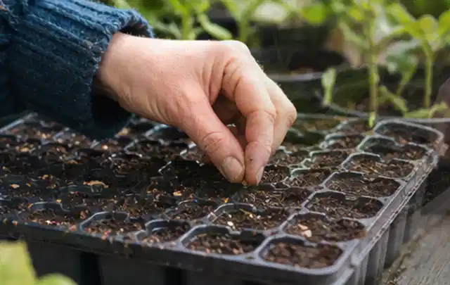 Hand legt einzelne Samen in vorbereitete Anzuchtschalen mit lockerer Erde; Thema Tomaten, Schwerpunkt Bewässerung; Ausgangslage.