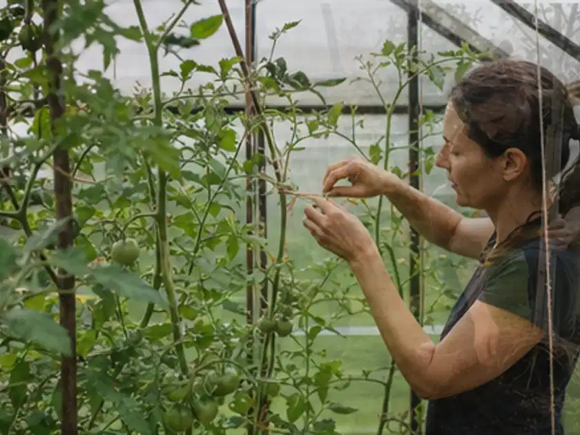 Person bindet junge Tomatentriebe in einem privaten Gewächshaus vorsichtig an; Thema Tomaten, Schwerpunkt Boden; Titelbild.