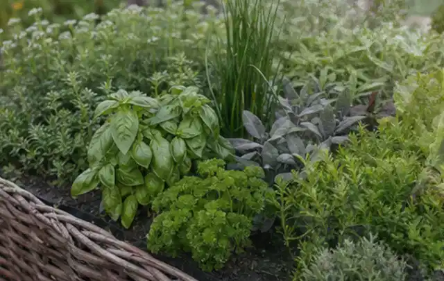 Dichtes Hochbeet mit Basilikum Schnittlauch Petersilie Salbei und weiteren Küchenkräutern; Thema Tomaten, Schwerpunkt Boden; Ergebnis.