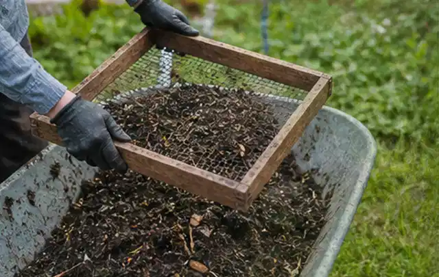 Behandschuhte Hände sieben reifen Kompost über einer Gartenschubkarre; Thema Tomaten, Schwerpunkt Boden; Praxisalltag.