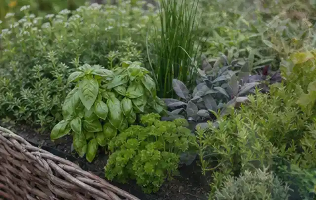 Dichtes Hochbeet mit Basilikum Schnittlauch Petersilie Salbei und weiteren Küchenkräutern; Thema Tomaten, Schwerpunkt Einsteigerwissen; Ausgangslage.