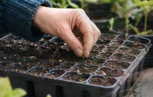 Hand legt einzelne Samen in vorbereitete Anzuchtschalen mit lockerer Erde; Thema Tomaten, Schwerpunkt Einsteigerwissen; Umsetzung.