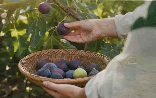 Hand pflückt eine reife Feige über einem flachen Korb mit Früchten; Thema Tomaten, Schwerpunkt Einsteigerwissen; Kontrolle.