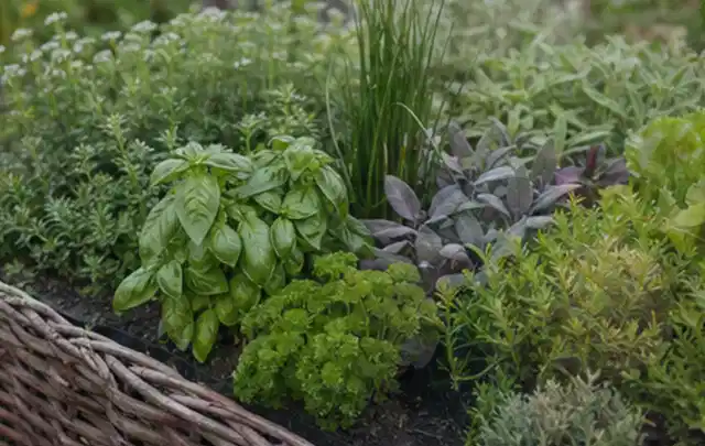 Dichtes Hochbeet mit Basilikum Schnittlauch Petersilie Salbei und weiteren Küchenkräutern; Thema Tomaten, Schwerpunkt Ernte; Ausgangslage.