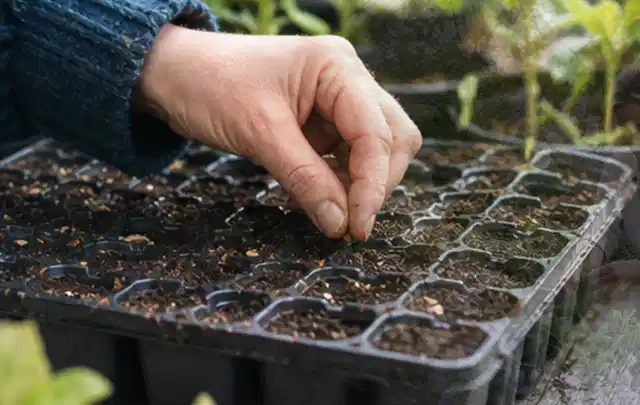 Hand legt einzelne Samen in vorbereitete Anzuchtschalen mit lockerer Erde; Thema Tomaten, Schwerpunkt Ernte; Kontrolle.