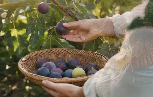 Hand pflückt eine reife Feige über einem flachen Korb mit Früchten; Thema Tomaten, Schwerpunkt Ernte; Praxisalltag.