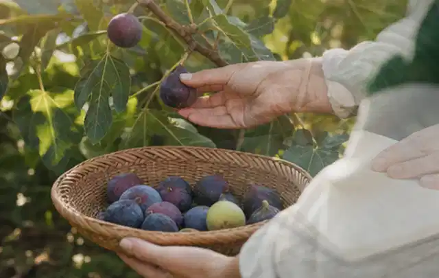Hand pflückt eine reife Feige über einem flachen Korb mit Früchten; Thema Tomaten, Schwerpunkt Ernteprobleme; Umsetzung.
