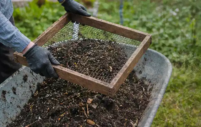 Behandschuhte Hände sieben reifen Kompost über einer Gartenschubkarre; Thema Tomaten, Schwerpunkt Ernteprobleme; Praxisalltag.