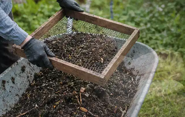 Behandschuhte Hände sieben reifen Kompost über einer Gartenschubkarre; Thema Tomaten, Schwerpunkt Gemüse; Ergebnis.