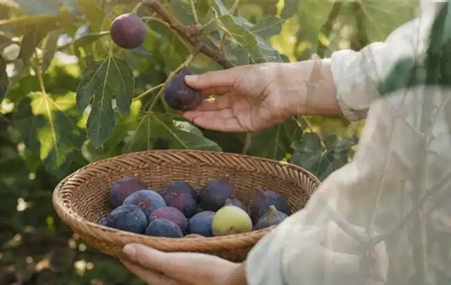 Hand pflückt eine reife Feige über einem flachen Korb mit Früchten; Thema Tomaten, Schwerpunkt Gesundheit; Ergebnis.