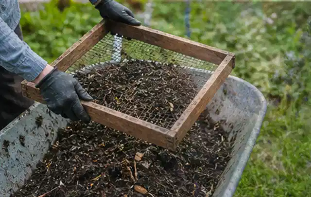 Behandschuhte Hände sieben reifen Kompost über einer Gartenschubkarre; Thema Tomaten, Schwerpunkt Gesundheit; Praxisalltag.
