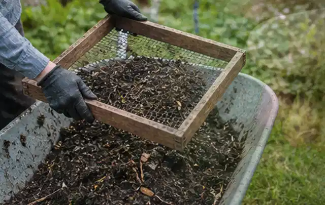 Behandschuhte Hände sieben reifen Kompost über einer Gartenschubkarre; Thema Tomaten, Schwerpunkt Gewächshaus; Kontrolle.