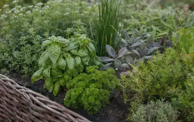 Dichtes Hochbeet mit Basilikum Schnittlauch Petersilie Salbei und weiteren Küchenkräutern; Thema Tomaten, Schwerpunkt Gewächshaus; Praxisalltag.