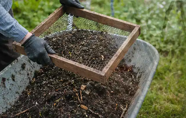 Behandschuhte Hände sieben reifen Kompost über einer Gartenschubkarre; Thema Tomaten, Schwerpunkt Hochbeet; Praxisalltag.