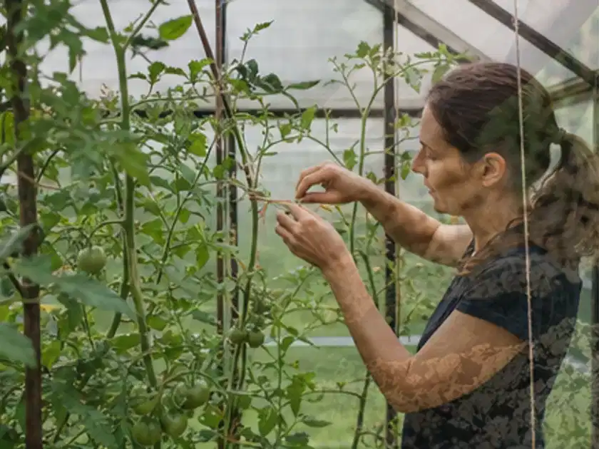 Person bindet junge Tomatentriebe in einem privaten Gewächshaus vorsichtig an; Thema Tomaten, Schwerpunkt Lagerung; Titelbild.