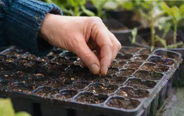 Hand legt einzelne Samen in vorbereitete Anzuchtschalen mit lockerer Erde; Thema Tomaten, Schwerpunkt Lagerung; Ergebnis.
