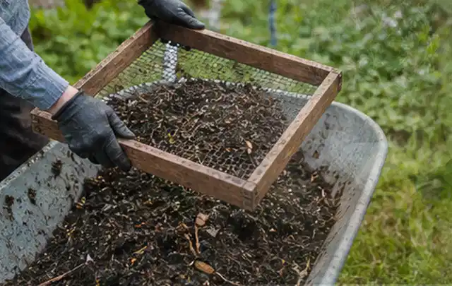 Behandschuhte Hände sieben reifen Kompost über einer Gartenschubkarre; Thema Tomaten, Schwerpunkt Lagerung; Praxisalltag.