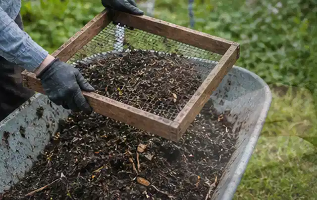 Behandschuhte Hände sieben reifen Kompost über einer Gartenschubkarre; Thema Tomaten, Schwerpunkt Nährstoffe; Umsetzung.