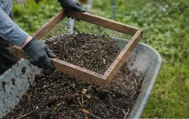 Behandschuhte Hände sieben reifen Kompost über einer Gartenschubkarre; Thema Tomaten, Schwerpunkt Pflanzenschutz; Kontrolle.