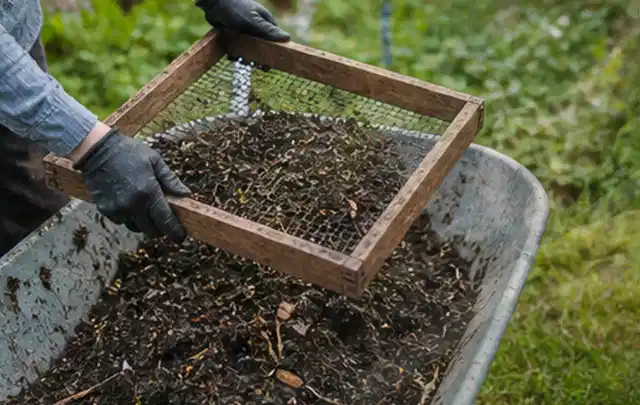 Behandschuhte Hände sieben reifen Kompost über einer Gartenschubkarre; Thema Tomaten, Schwerpunkt Saisonkalender; Ergebnis.