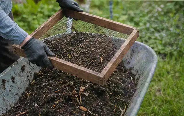 Behandschuhte Hände sieben reifen Kompost über einer Gartenschubkarre; Thema Tomaten, Schwerpunkt Schnitt; Umsetzung.