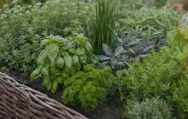 Dichtes Hochbeet mit Basilikum Schnittlauch Petersilie Salbei und weiteren Küchenkräutern; Thema Tomaten, Schwerpunkt Schnitt; Ergebnis.